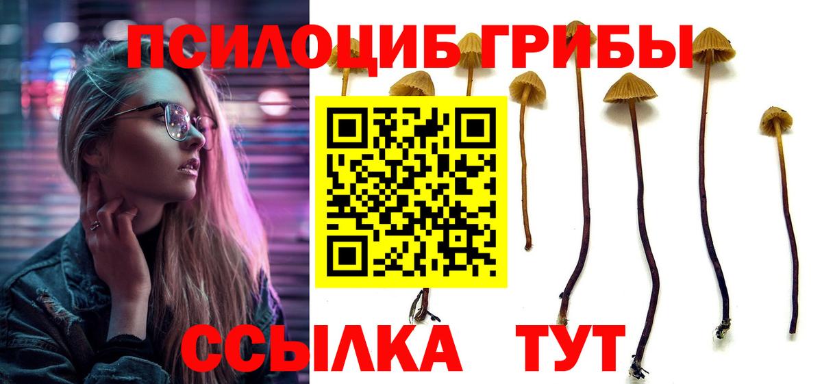 Галлюциногенные грибы Psilocybe  Вход с VPN  Тавда 